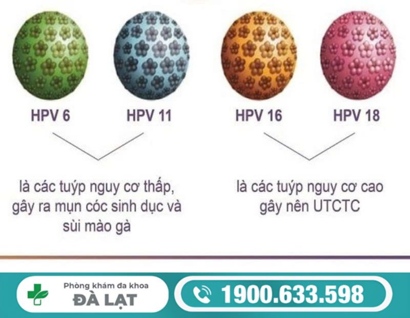 TÌM HIỂU CHI TIẾT CÁC TUÝP HPV: 6, 11, 16, 18